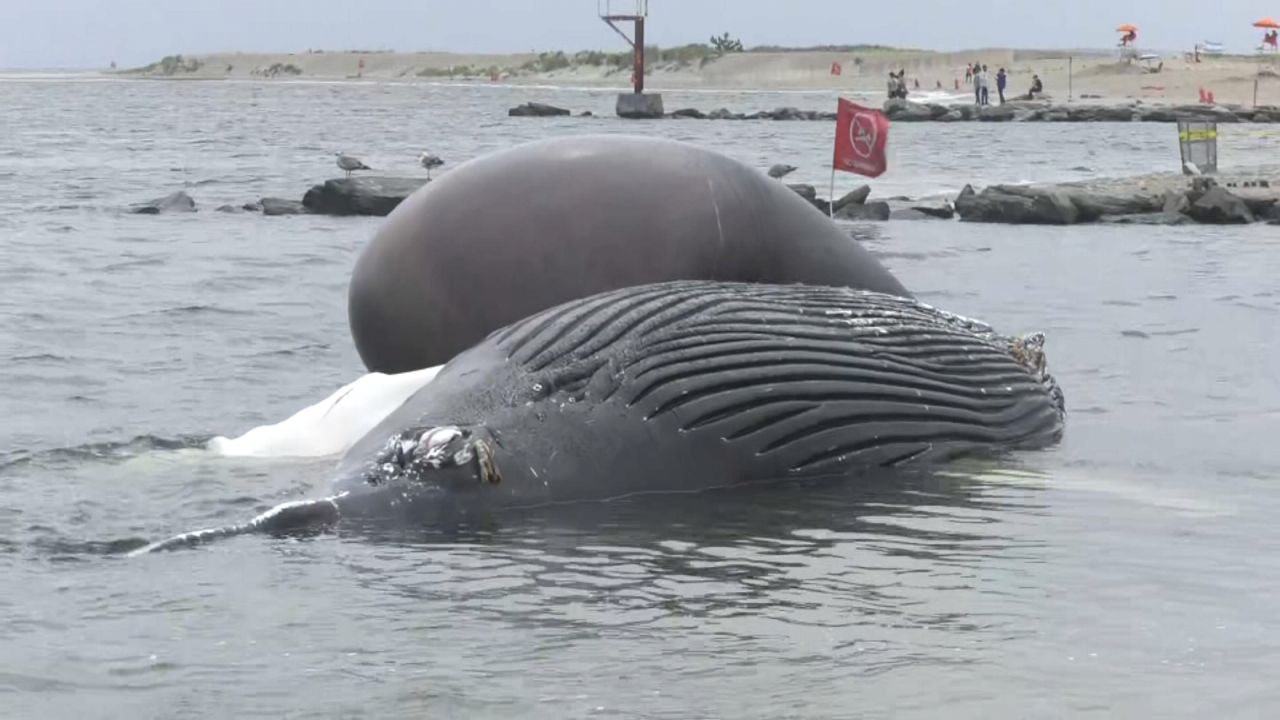 Dead humpback whale found on shore of Rockaway Beach